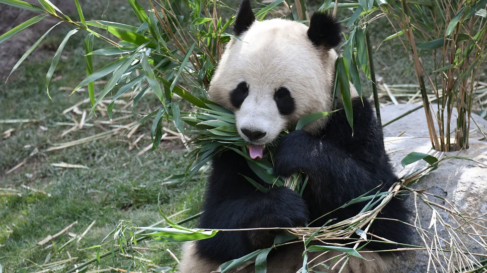 Pandan Xing Er på Zoo i Köpenhamn lyckades klämma sig under en eltråd och rymma på måndagsmorgonen. Arkivbild.