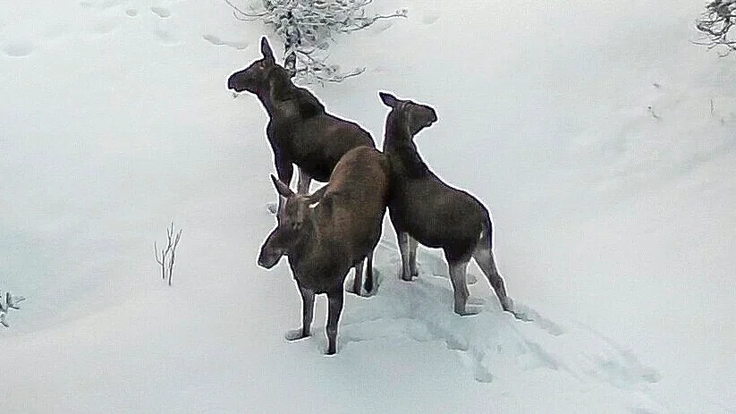 Hur länge skall vi jägare stillatigande lyssna och följa alla tokiga myndighetsbeslut? undrar insändarskribenten.