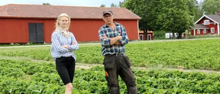 Skralt med jordgubbar till midsommar