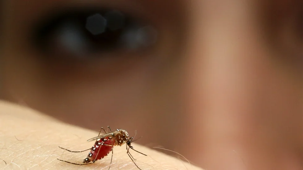 Forskaren Nadia Melo med en av projektets gulafebernmyggor (Aedes aegypti) på handen.