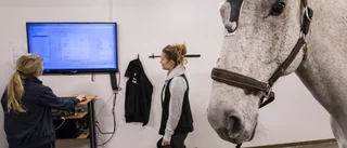 Förslaget: 60-procentig ökning av veterinärstudenterna