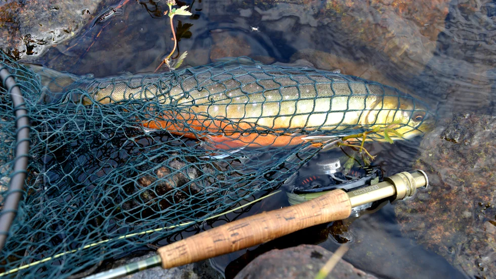 Midsommarhelgens fiskekontroller ledde till sju polisanmälningar om olagligt fiske i Norrbotten.