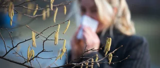 Pollenmätningarna i Västerbotten fortsätter – ”Har hittat en lösning” • Men politikerna ställer krav på staten