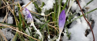 Bakslag väntar: Då kommer snön tillbaka till Norrbotten