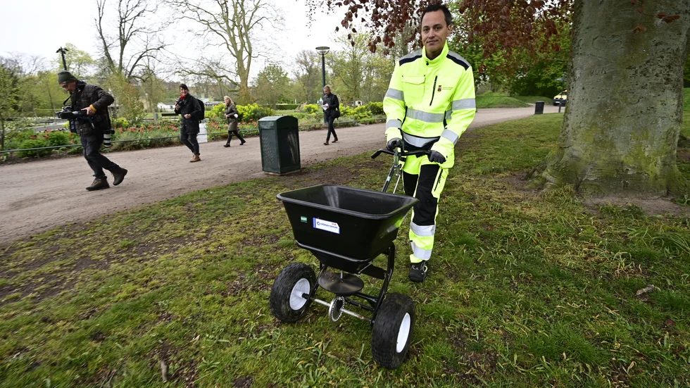 Lunds kommunfullmäktigeordförande Philip Sandberg (L) sprider hönsgödsel i stadsparken. "Vi vill inte bli ett epicentrum för smittspridning av covid-19", säger han.