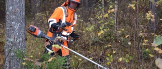 Erik tror på batterisågen
