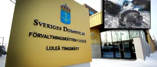 Hästen kunde inte gå – avlivades