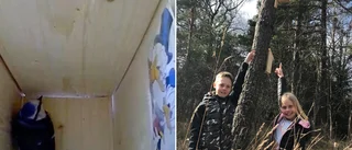 Blåmesar är nya instagramstjärnor i Knivsta