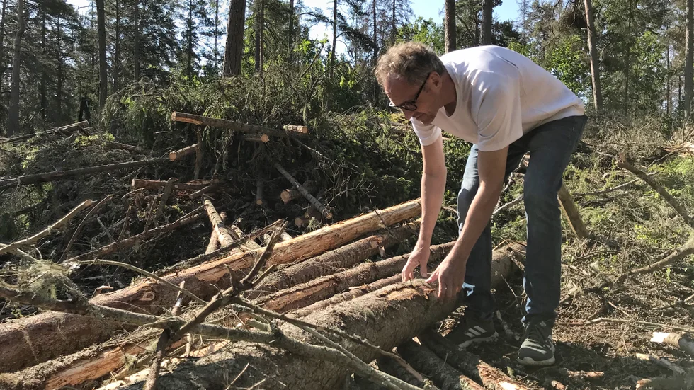 Peter Nyström är markförvaltare på mark- och exploateringsenheten i Strängnäs kommun. Bilden är tagen 2020 i samband med avverkning av granbarkborredrabbad skog i Mariefred.
