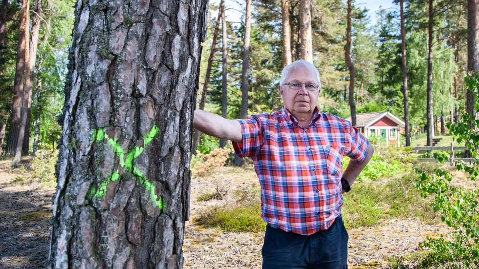 Rolf Ström, Naturskyddsföreningen i Motala, ifrågasätter Motala kommuns beslut att ta ner tallar i norra Varamon.