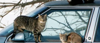 Somliga vallar katter, andra ser inte en katt