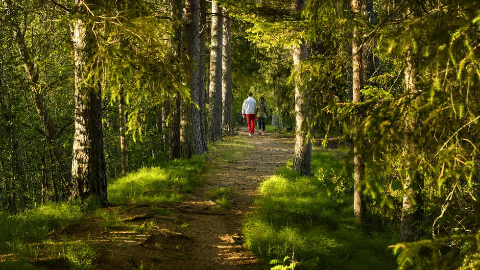 Skogspromenad i Piteå