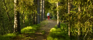 Alla vägar leder oss till skogen