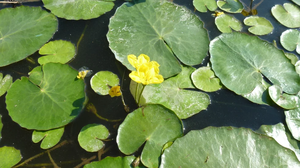 Nu pågår bekämpning av sjögull i västra Mälaren. Sjögull är en invasiv art som snabbt täcker stora delar av vattenytan och påverkar livet under ytan negativt då det blir för lite solljus i vattnet. Den begränsar även båt- och badlivet längs stränderna.