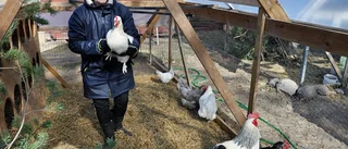 Så föddes salamisatsningen i Svedjan