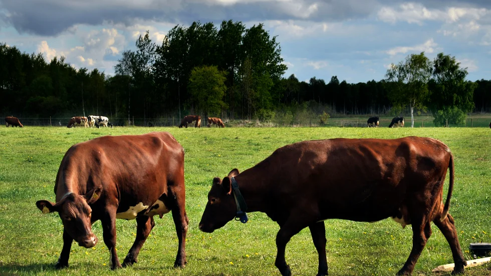 Kor i KRAV-certifierad produktion minskar klimatpåverkan, ökar den biologiska mångfalden och räddar bin och andra hotade insekter, skriver debattören.