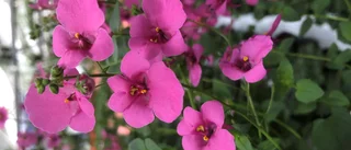 Små Amplar från Strandviks Blommor
