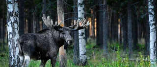 Hela listan över årets älgtilldelning
