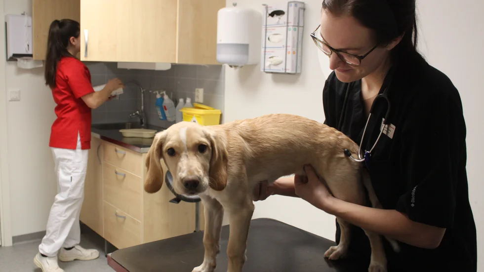 Valpen Troja får en rutinundersökning av veterinär Jonna Swahn. Troja mår bra, men det gäller att matte håller koll på henne under julen. "Hundar tar gärna chansen och det är vanligt att de äter olämpliga saker".