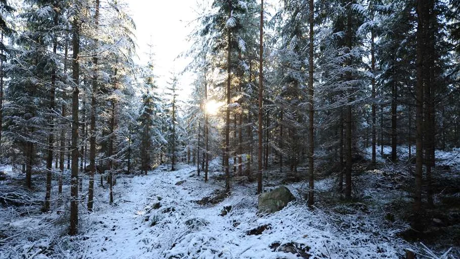 Sveaskog får bra betyg vad gäller naturvårdshänsyn i Skogsstyrelsens inventering.