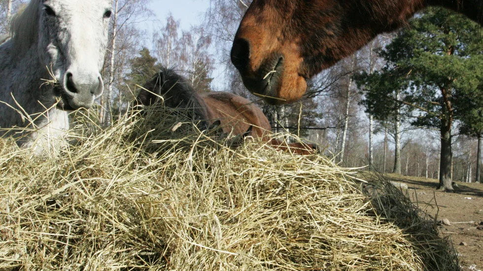 Provsvar visar att det är kvarka som drabbat hästar på stall Hästkullen i Åtvidaberg. Bilden är tagen vid ett annat tillfälle på en annan plats.