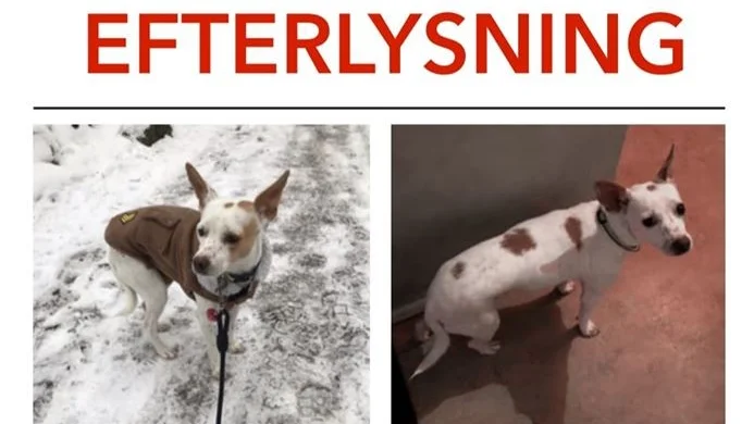 Försvunna hunden Bonnie. 