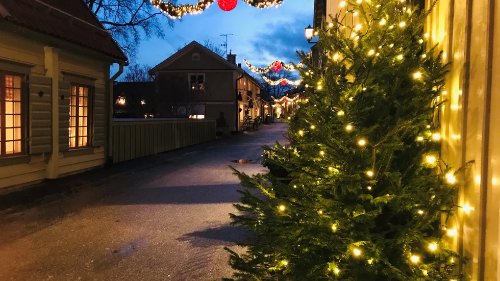 Julgranar i Sigtuna stad. 