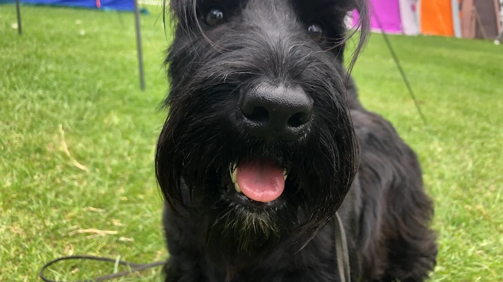 Gotlands vackraste hund 2019. Khalessi Euri-escot.