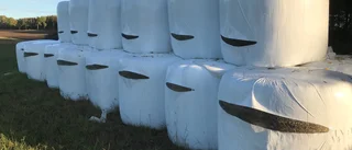 22 ensilagebalar saboterades på Claestorp