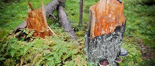 Norran granskar miljön: Så hade en orörd skog sett ut – ”Dagens skog har extremt små likheter”