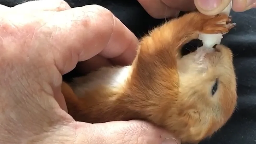 Den lilla ekorrungen har vuxit sig stark genom att matas av sin nya pappa. Ekorrungen var illa ute och hittades livös i början av juni men nu ser framtiden ljus ut. 
