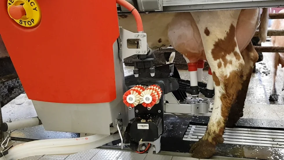Förutom att mjölkningsroboten sparar djurskötarnas nackar och axlar, gör den att mjölkproduktionen ökar. Dessutom kommer det att finnas mer tid för eleverna när de återvänder till hösten. (Arkivbild)