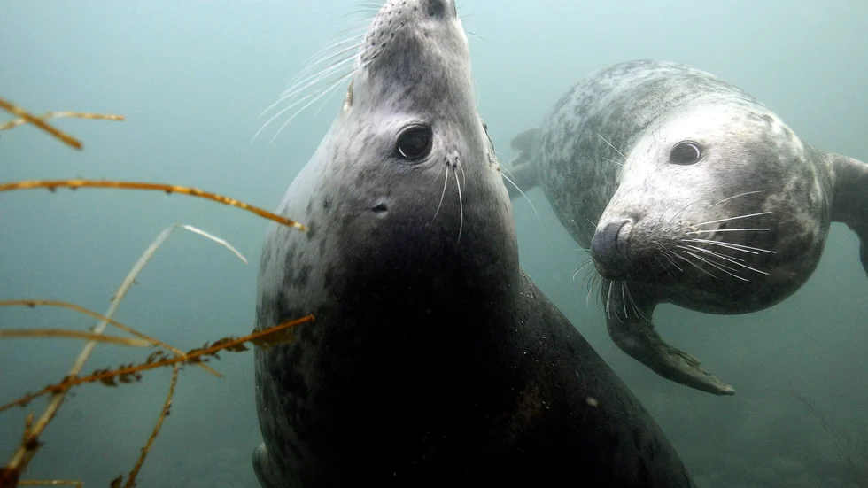 En yrkesfiskare i Oxelösund har begärt ersättning i en ansökan till Länsstyrelsen och beviljats 31 900 kronor för skador på fisk och fiskeredskap. 