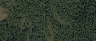 Nya ägare till skog i Adak