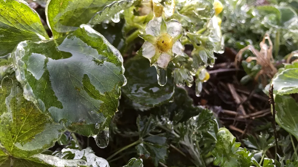Rebecka Andersson i Falkenberg har frostbevattnat sina jordgubbsblommor, så att de får ett tjockt islager på sig. Jordgubbsblommor som förfryser blir svarta i mitten.