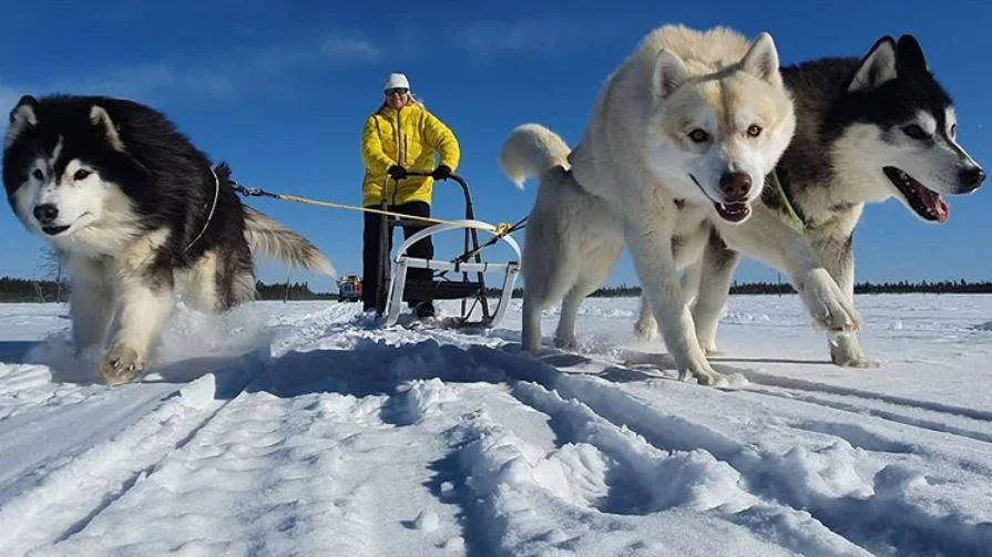 Turistföretagaren Johan Stenevad skriver om en bransch som drabbats mycket hårt av coronapandemin. På bilden är det hans fru Eva Stenevad som kör hundspann.