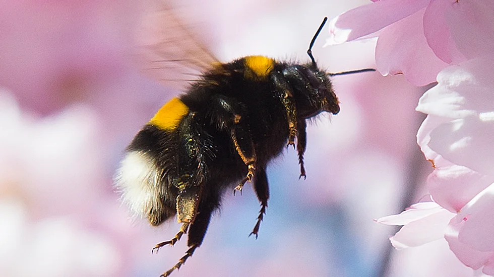 Humlorna har vaknat, och den blivande drottningen letar nu efter ett sorkhål i åker- och dikeskanter att bygga bo i. Arkivbild.