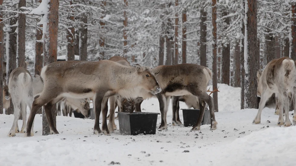 22 av 32 samebyar i Norrbotten har sökt katastrofskadeskydd från Sametinget på grund av dåligt renbete. (Arkivbild)
