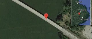 Rådjur på vägen på E18