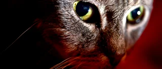 Katt befriad efter timmar i strypkoppel