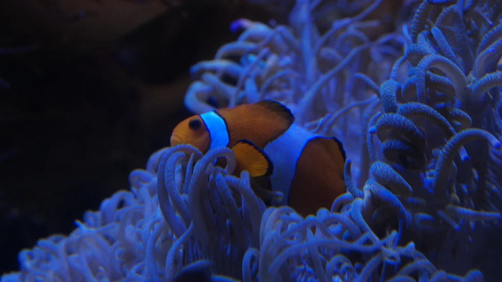 En clownfisk simmar förbi en havsanemon, som tilsammans med eremitkräftan utgör ett exempel på gynnsamt samarbete i "Äventyrlig evolution".