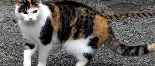 Håll ordning på era katter       