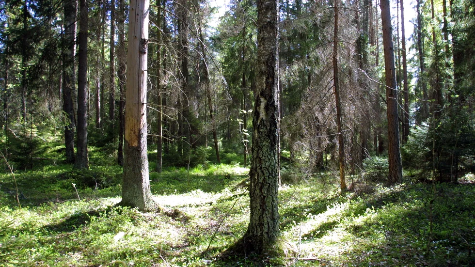 Kommunen har ett stort ansvar – inte minst som en förutsättning för vår egen arts överlevnad – att gynna mångfalden och skydda den natur och de livsmiljöer som finns kvar, skriver Sinnika Annell, Hans Åberg, Kurt Källström, Thomas Back, Charlotte Petersson och Tomas Rylander.
