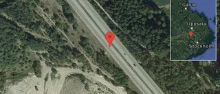 Rådjur på vägen på E18