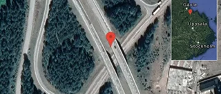 Rådjur på vägen på E4