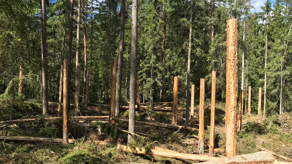 Barkning av nyangripen gran i Lorebergs naturreservat 2019. En bekämpningsåtgärd där den döda veden kan lämnas kvar. 