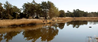 ”Strandskyddet på Gotland behövs för allemansrätten”