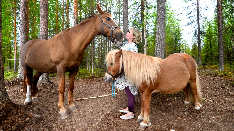 Hästarna Myran och Müsli var de som skulle ha haft höet som hötjuven stal. Nu måste deras ägare Anna Ideryd försöka få tag i nytt hö.
