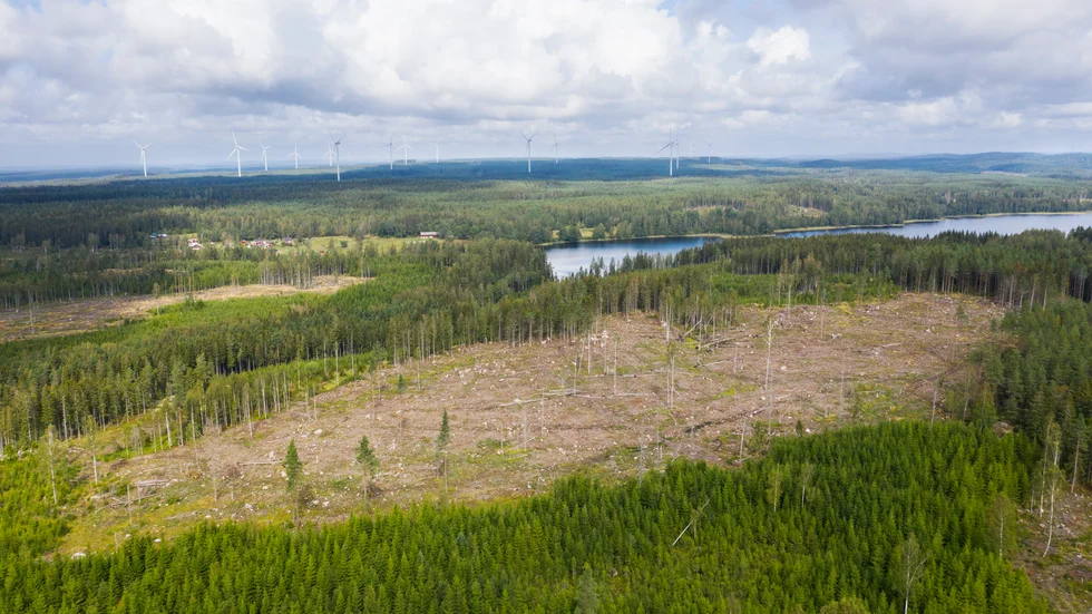 Kalhyggen är vanliga i Sverige, men det finns hyggesfria alternativ.