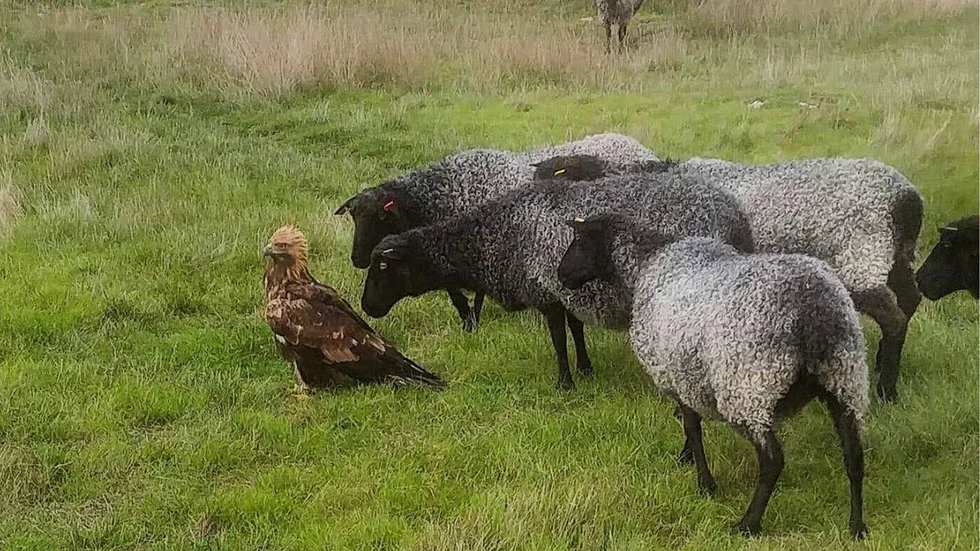 Den stora fågeln får uppvaktning av en grupp nyfikna lamm.